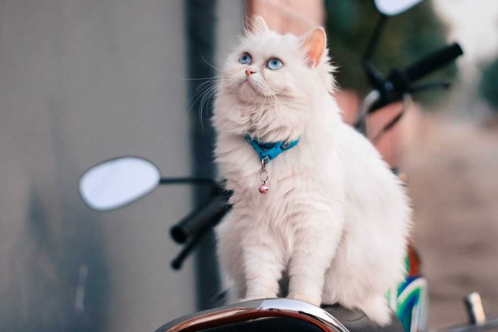 Charakterystyka kota perskiego – szynszylowego.
