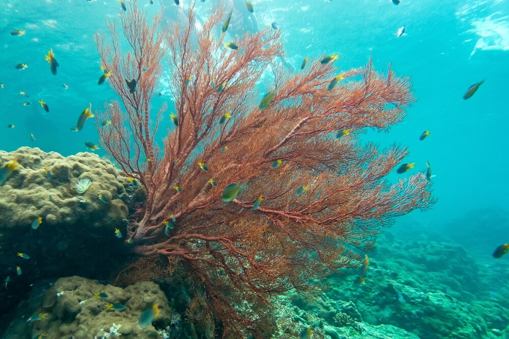 Najpiękniejsze rafy koralowe w Chorwacji: przewodnik po najlepszych miejscach na snorkeling